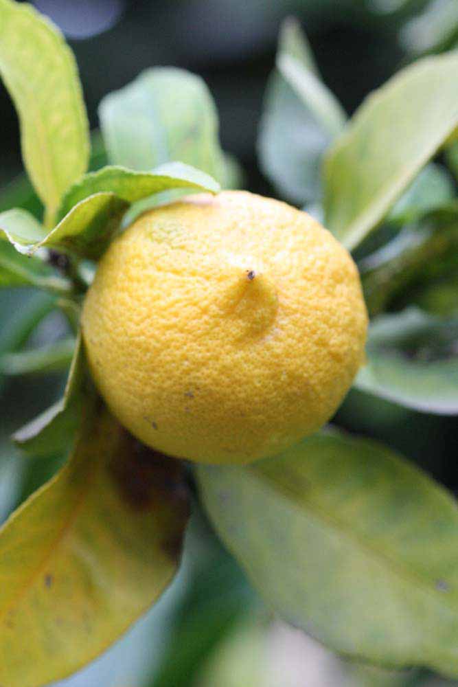            Fruit (Limoneira 8-A, Riverside, CA)   